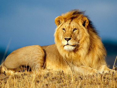 Ученые: Львам в Западной Африке угрожает исчезновение