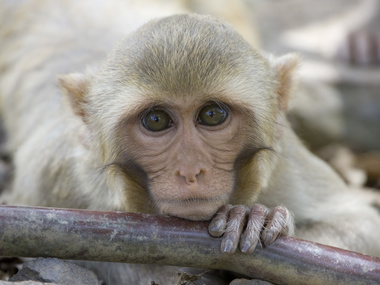 Английский зоопарк запретил давать обезьянам бананы