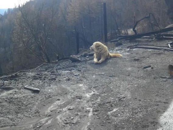 В Калифорнии собака по кличке Мэдисон дождалась своих хозяев, покинувших дом из-за пожаров