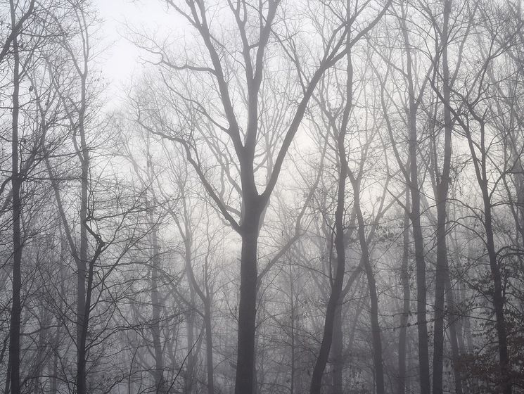 ГСЧС предупредила о тумане и порывах ветра в Украине