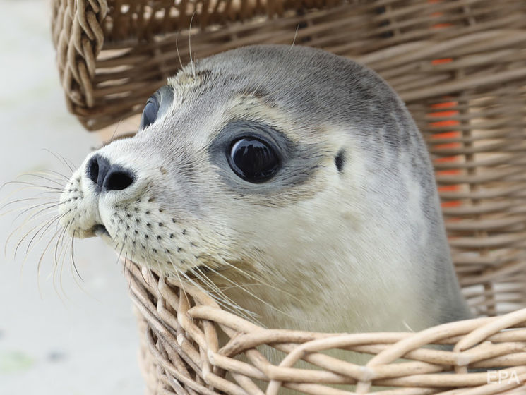 Житель Великобритании нашел детеныша тюленя в саду за домом в нескольких километрах от моря
