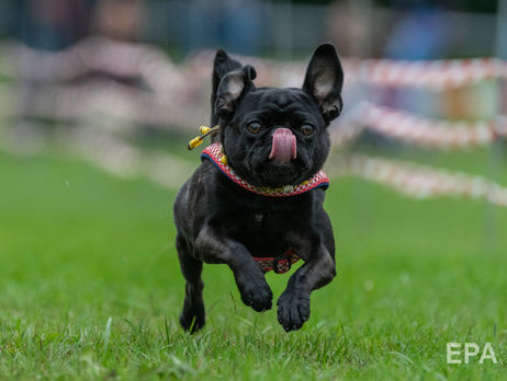 В Великобритании запретили зоомагазинам продавать щенков и котят