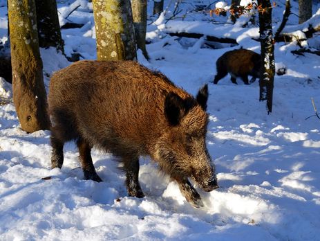 ﻿У Закарпатській та Житомирській областях зафіксували спалах африканської чуми свиней