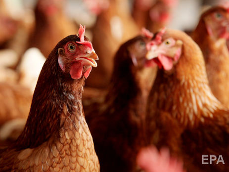 Китай снял запрет на импорт украинской птицы