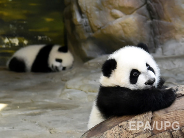 В Китае от смертельного вируса погибли две панды, еще одна находится в критическом состоянии