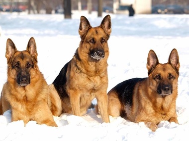 Минобороны: В Николаеве кинологи начали подготовку служебных собак для зоны АТО