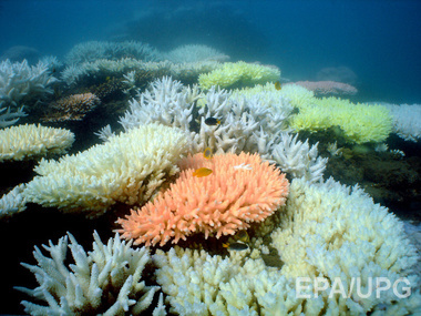 В Австралии Большой Барьерный Риф нуждается в $643 млн инвестиций в течение пяти лет