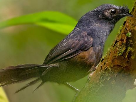 ﻿Учені виявили в Бразилії найрідкіснішого птаха у світі