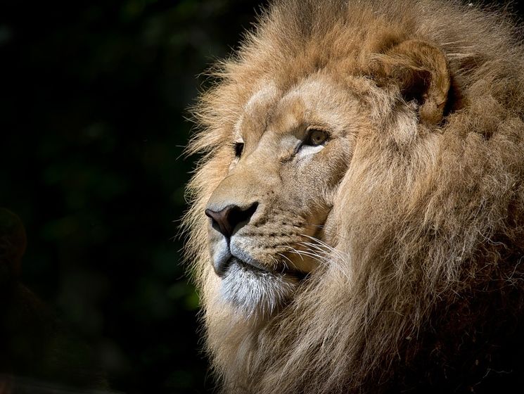 ﻿В американському зоопарку лев убив 22-річну співробітницю