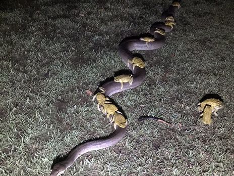 ﻿В Австралії очеретяні жаби рятувалися від зливи, подорожуючи на пітоні