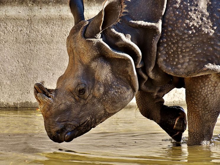 В зоопарке в США на двухлетнюю девочку напал носорог