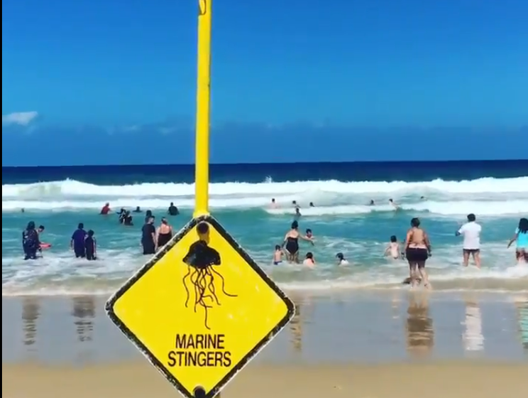 ﻿В Австралії закривають пляжі через нашестя медуз