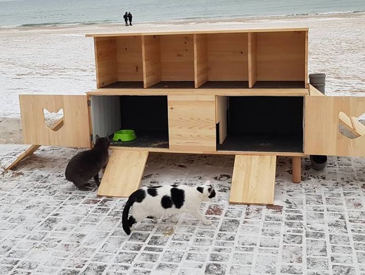 В Одессе активисты устанавливают "котопункты" для бездомных кошек