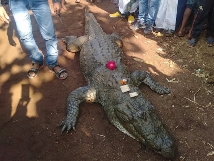 ﻿В індійському селі майже 500 осіб прийшло на похорон 130-річного крокодила