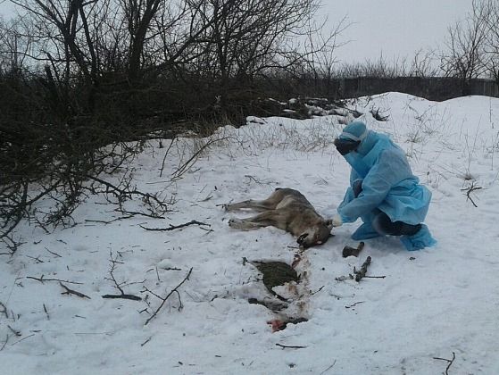 В Запорожской области волк покусал троих людей
