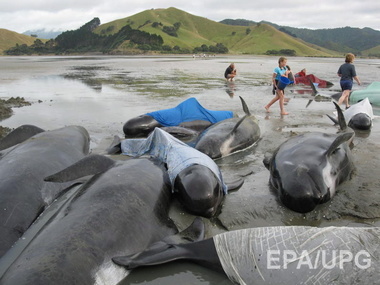 На побережье Новой Зеландии выбросились около 200 китов