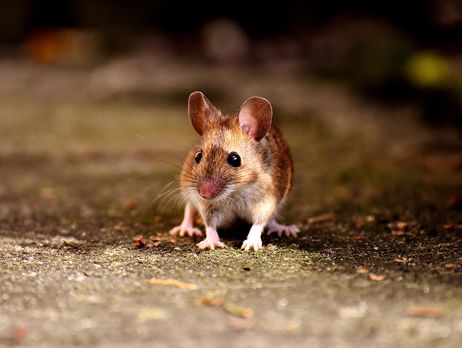 ﻿МОЗ пропонує заборонити тестування косметики на тваринах в Україні