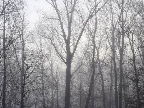 В Киевской области объявили штормовое предупреждение из-за тумана – ГСЧС