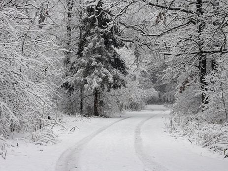 В Житомирской области в лесу нашли умершую от переохлаждения девушку – полиция