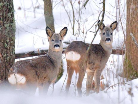 Госагентство Украины по управлению зоной отчуждения обнародовало фото животных из Чернобыльского заповедника. Фоторепортаж