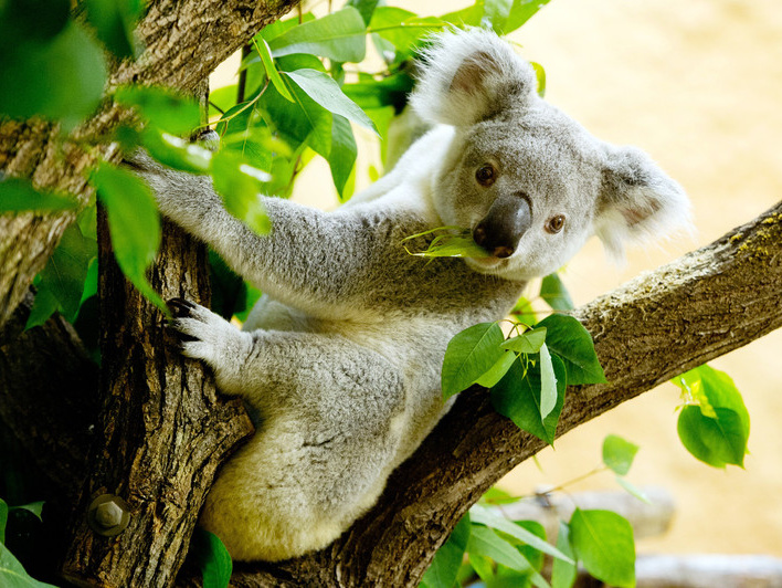 В Австралии власти уничтожили 686 коал, спасая их от голодной смерти