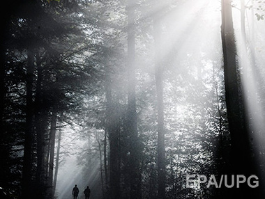 Прокуратура через суд вернула государству 8,8 га леса стоимостью более 5,2 млн грн, принадлежавшие Януковичу