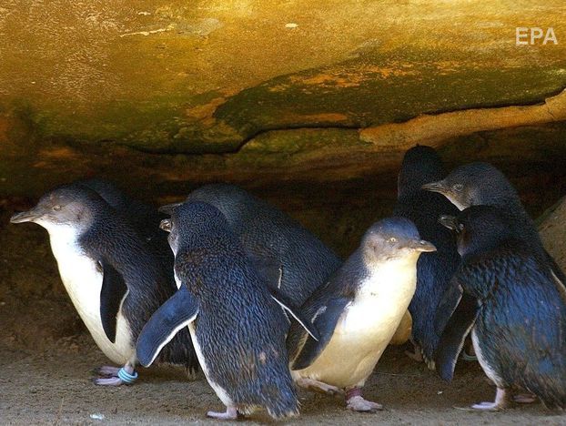 У Новій Зеландії зловмисники вкрали з гнізда маленьких блакитних пінгвінів