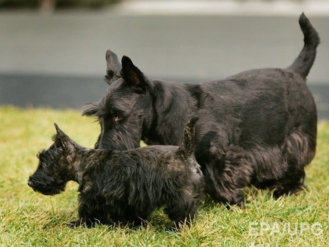 Жители США в 2014 году потратили на домашних животных $58 млрд