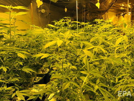 Гельсінська спілка підтримала петицію про легалізацію в Україні канабісу для науки і медицини