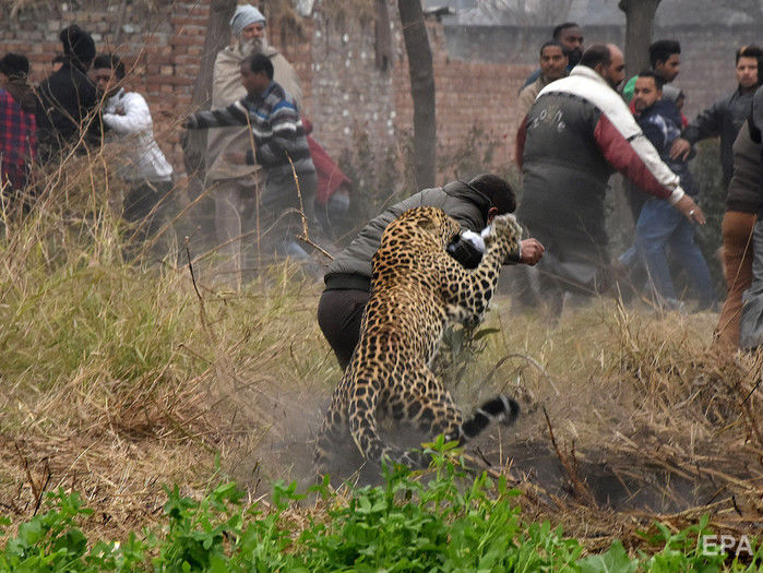 Леопард навів паніку на жителів індійського міста. Відео