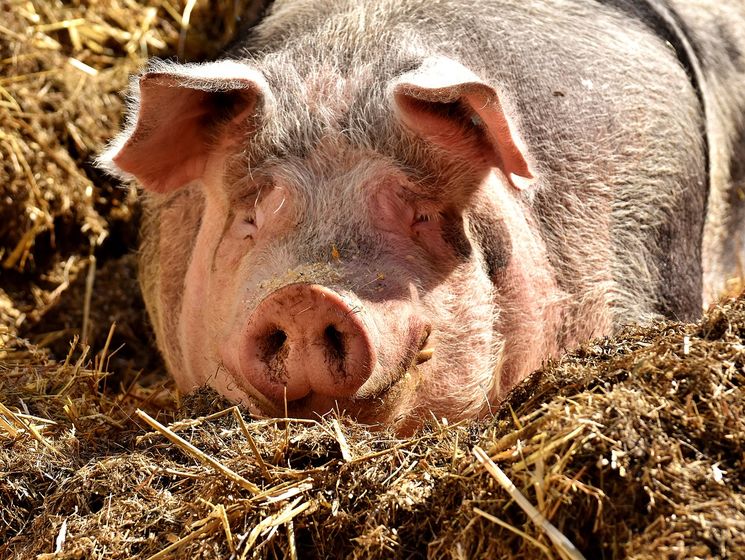 В Харькове на стихийной свалке нашли мертвых свиней, зараженных африканской чумой – Госпродпотребслужба