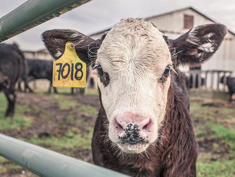 В Нигерии кочевники убили 82 жителя христианской деревни в борьбе за пастбища