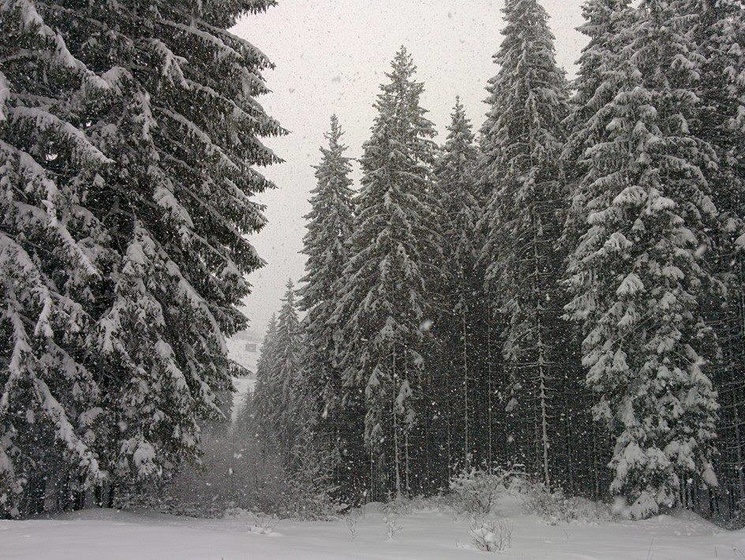 Гидрометцентр предупреждает о снегопаде в Карпатах