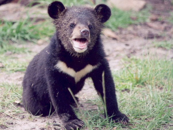 В харьковском зоопарке родилось двое гималайских медвежат