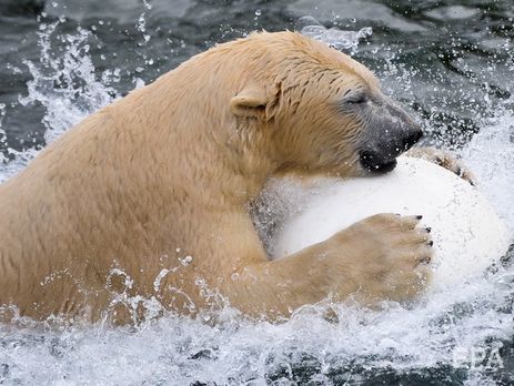 На Новой Земле ввели режим чрезвычайной ситуации из-за нашествия белых медведей