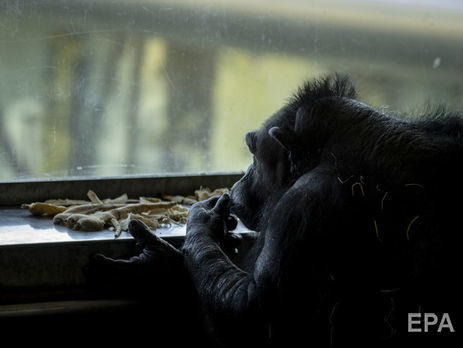 У зоопарку Белфаста шимпанзе втік із вольєра, використовуючи палицю. Відео