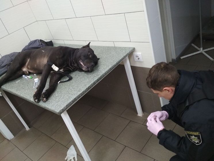 У Києві п'яний чоловік нацькував бійцівського пса на відвідувача супермаркету, патрульний застрелив собаку