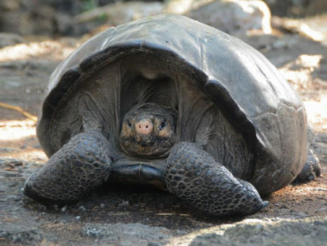 На Галапагосах обнаружили черепаху, которую 100 лет считали вымершей 