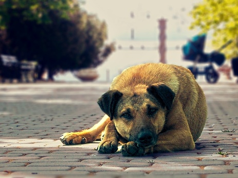 Массовое убийство собак под Киевом: что делать с бездомными животными в Украине?