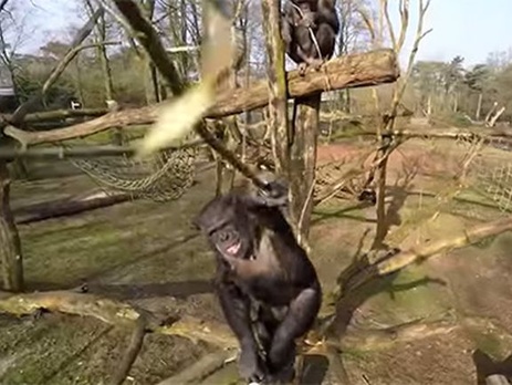 Шимпанзе научились сбивать беспилотники палками