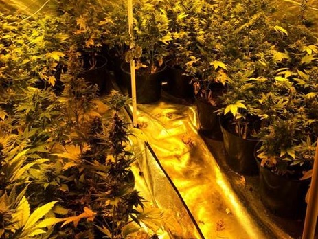 СБУ: В Чернигове разоблачили нарколабораторию, в которой выращивали коноплю