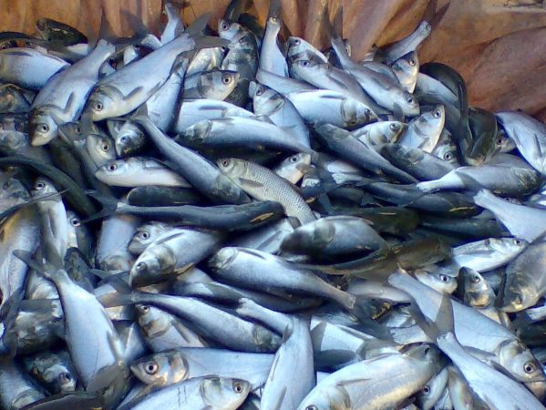 Госрыбагентство Украины заключило соглашение с Россией о квотах на вылов рыбы в Азовском море