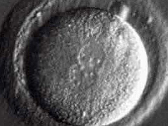 Китайским ученым впервые удалось изменить гены в эмбрионе человека