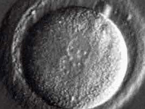 Китайским ученым впервые удалось изменить гены в эмбрионе человека