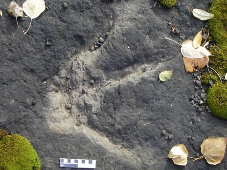 В Канаде нашли тропу динозавров