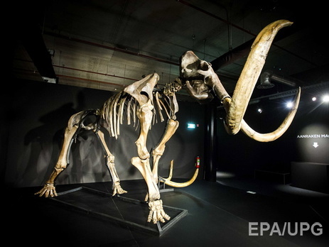 Ученые расшифровали геном мамонта