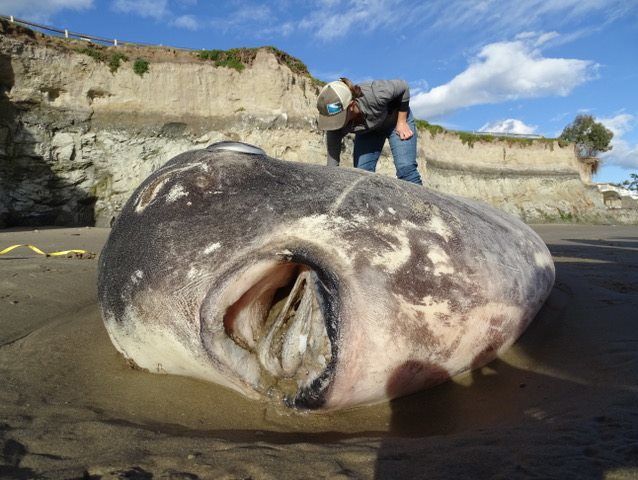 На узбережжя Каліфорнії викинуло рідкісну рибу, яку ніколи раніше не зустрічали в Північній півкулі