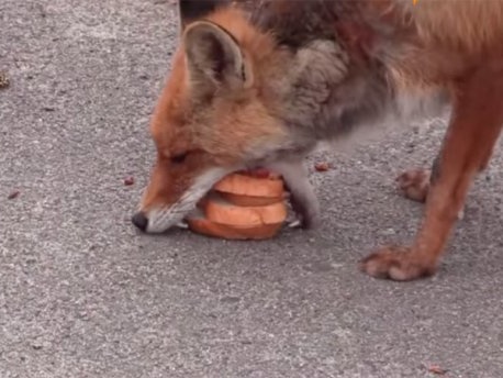 В Чернобыльской зоне лиса приготовила себе бутерброд из хлеба и колбасы. Видео
