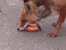 В Чернобыльской зоне лиса приготовила себе бутерброд из хлеба и колбасы. Видео