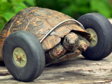 Черепаха уже освоила новый способ передвижения